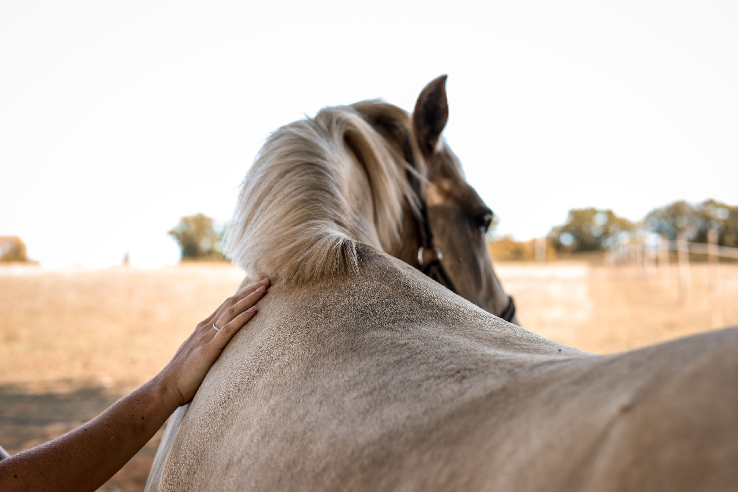 Psy pour animaux Je m’appelle Elise. Je suis Psy pour animaux. Mon but : Écouter et apaiser les émotions des animaux. Ros'Âme, Civray